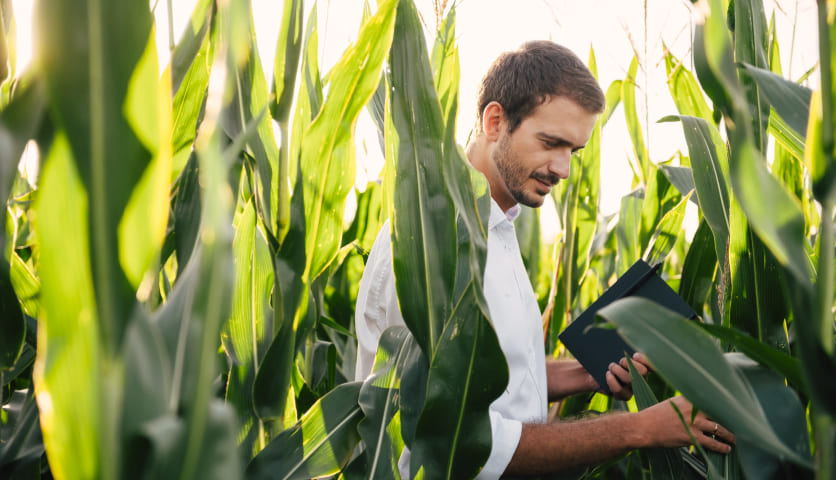 mann im feld beim anbau von bio rohstoffen