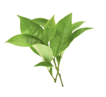 buendel an curryblaettern phytholistic eisen