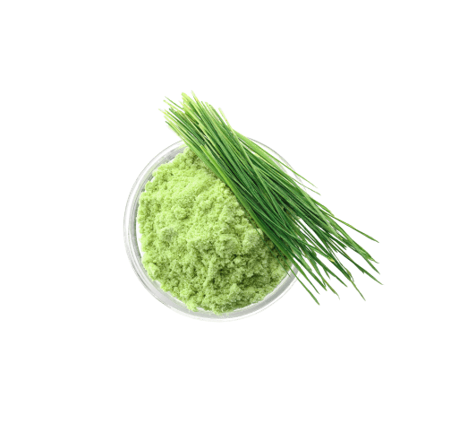 cellavent ingredients weizengrass extrakt rohstoffe fuer nahrungsergaenzungsmittel