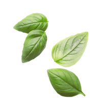 kleine gruene basilikum blaetter nahrungsergaenzungsmittel rohstoff