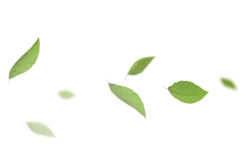 kleine gruene curry blaetter