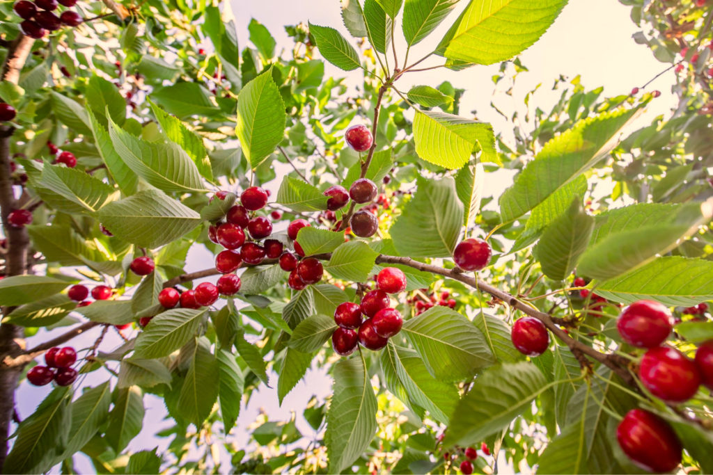 baum mit montmorency sauerkirsch fuer cherrypure